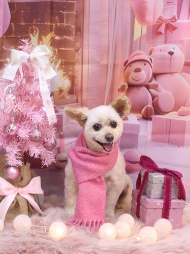 20241230ポンタくん